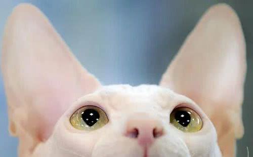它身价不菲，却常常遇不到欣赏它的人—斯芬克斯无毛猫
