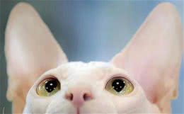 它身价不菲，却常常遇不到欣赏它的人—斯芬克斯无毛猫