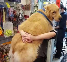 当狗狗“爱上你”，会有这几个怪癖