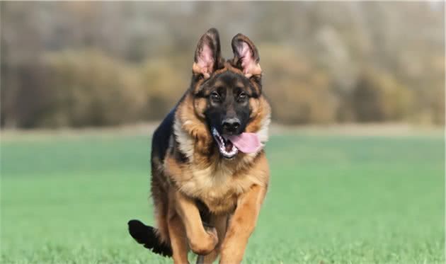原来德国牧羊犬这么“可怕”，难怪养的人不多