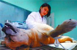 冬天来了，狗狗6大“致命性”疾病，小心别中招