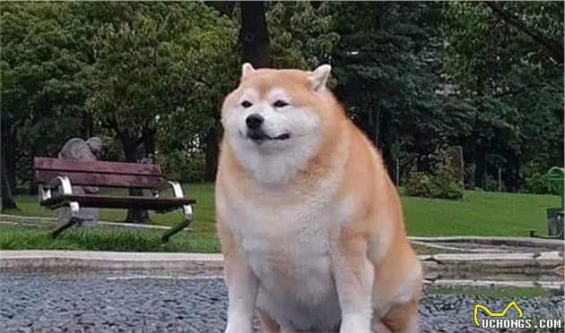 狗狗也会得腰椎疾病？