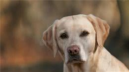 养宠经验分享：小狗厌食不想吃东西怎么办