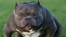 恶鲲讲犬之—恶霸犬