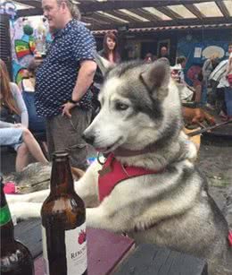狗粮配啤酒，喝到天荒地久，哈士奇第一次去酒馆，就把主人累哭了