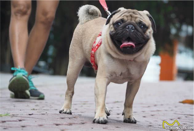 巴哥为什么火不起来，它这几个缺点，你能接受吗？