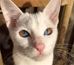 一半蓝一半黄，英国猫咪天生异瞳，身上还有东方混血基因