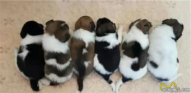 一条一无是处的狗