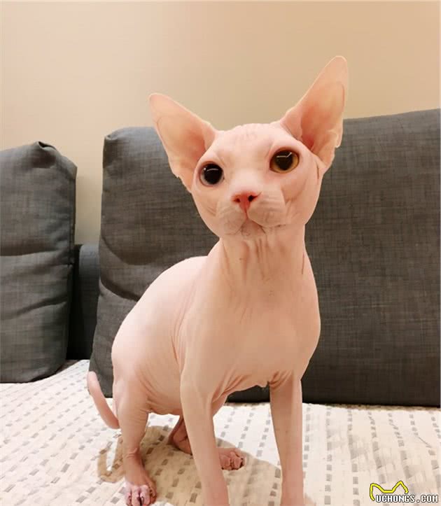 “最烧钱”的七种猫，没钱都不敢养，能养的都不是普通人