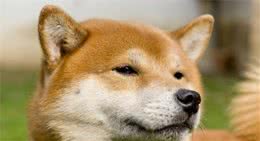大家知道柴犬和秋田的区别吗？哪种狗狗更好养呢？一定不要错过！