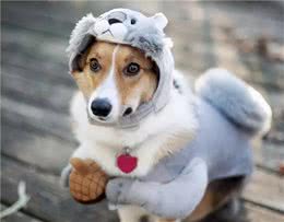 被你“疼爱”的狗，才会有这些表现