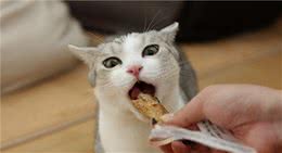 猫咪零食红黑榜｜避免踩雷