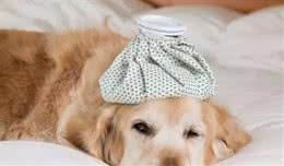 你会给狗狗量体温吗？健康犬只的体温是多少？