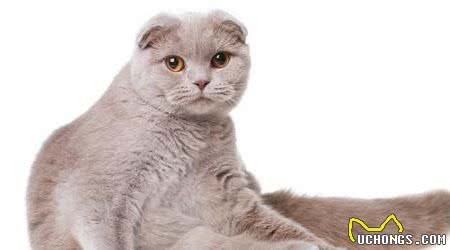 卷耳猫和折耳猫有什么区别，有一种你千万不要养
