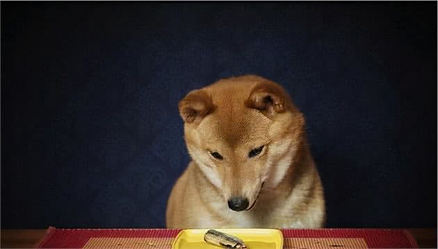 狗狗挑食的6大原因，大多数的铲屎官都中招了