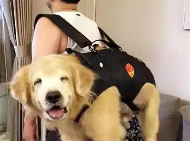 金毛犬寿命只有12-15岁，有这五个特征的它，已经算老狗了！