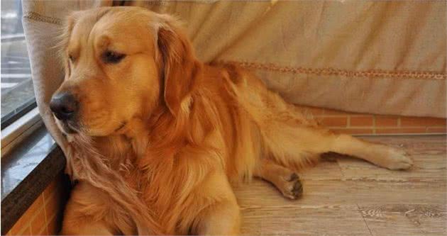 金毛犬寿命只有12-15岁，有这五个特征的它，已经算老狗了！