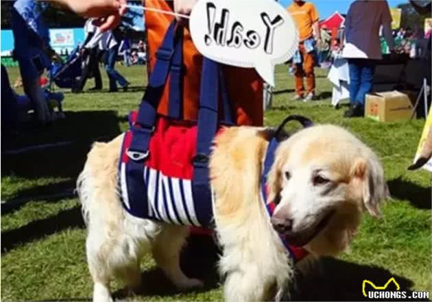 金毛犬寿命只有12-15岁，有这五个特征的它，已经算老狗了！