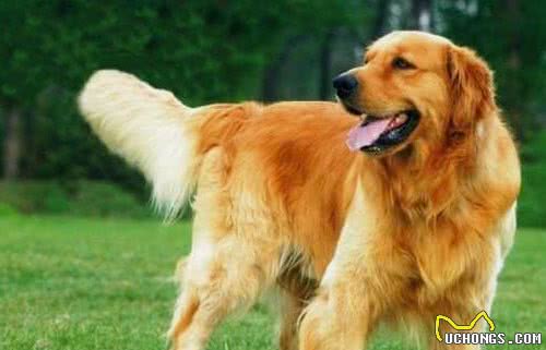 金毛犬寿命只有12-15岁，有这五个特征的它，已经算老狗了！
