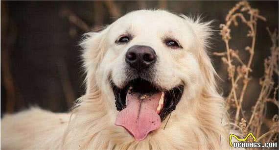 金毛犬寿命只有12-15岁，有这五个特征的它，已经算老狗了！