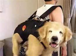 金毛犬寿命只有12-15岁，有这五个特征的它，已经算老狗了！