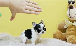 AKC第6组：玩具犬组代表犬种：博美犬、吉娃娃和马尔济斯
