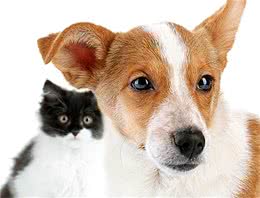 什么是犬猫的绦虫病？如何诊断治疗？又该如何预防？