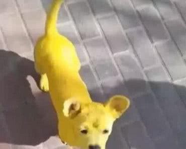 主人给狗全身染颜色，狗狗变身成全自动香蕉，这样博关注好吗
