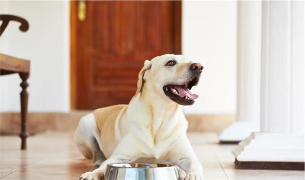 养狗新手必了解，幼犬到家后应该怎么喂食？需要注意这几个问题