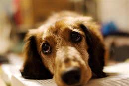 狗狗尿血是怎么回事？是什么原因引起的？