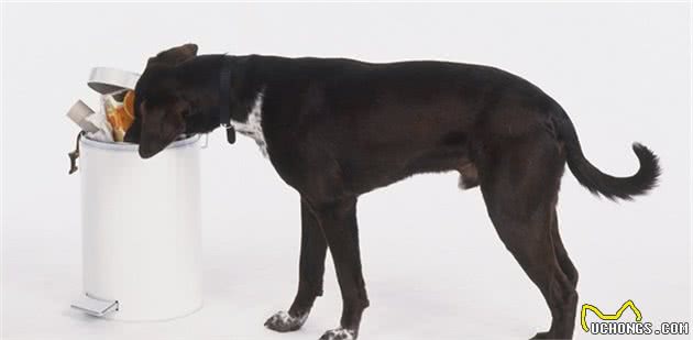 狗狗呕吐怎么办？偶尔是正常的，频繁吐可能是患了胃炎