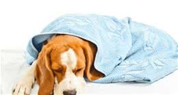 狗狗呕吐怎么办？偶尔是正常的，频繁吐可能是患了胃炎