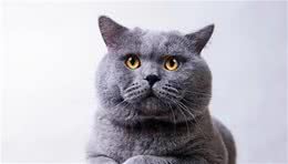 英国短毛猫常见的十种颜色，你都能认全吗？