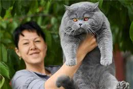 蓝猫十个月内胖至30斤，体重超过80%的大橘，因胖而一炮走红