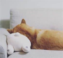 狗狗为什么老是放臭屁，原因有这些