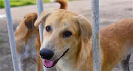 盘点八大国内特色犬种，