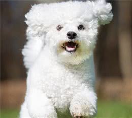 比熊犬泪痕太重影响颜值？用这几个方法解决