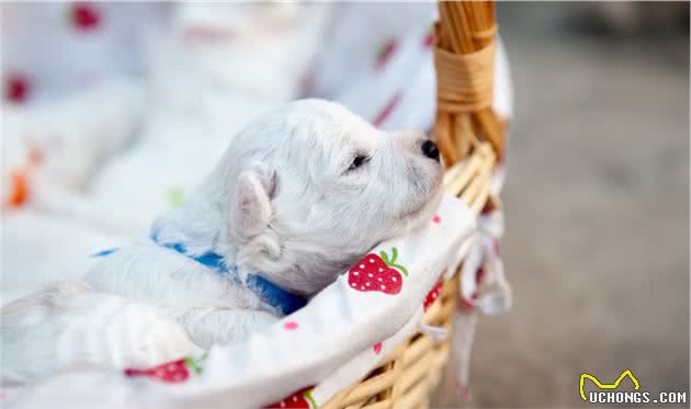 有宠生活：饲养幼犬前应该知道的四个注意事项