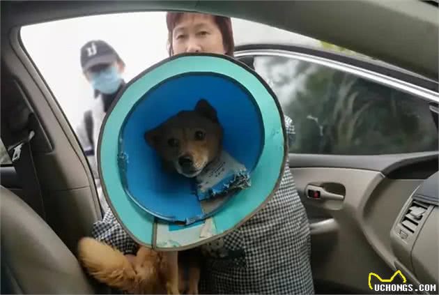 哺乳期狗妈疑被殴打扔入水坑，四肢僵硬，全身冰冷，发出微弱求救