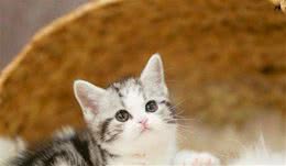 养了美短猫后，其它猫都看不上了