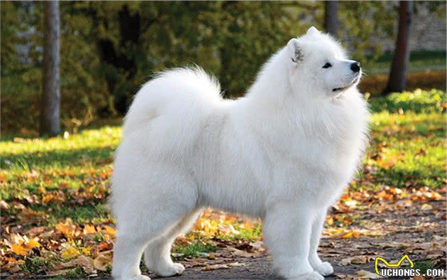 最萌的大狗：萨摩耶幼犬要怎么选？