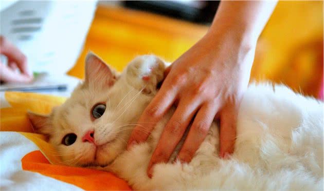 养猫掉毛影响人的健康？选猫时选择不易掉毛的猫不就好了？
