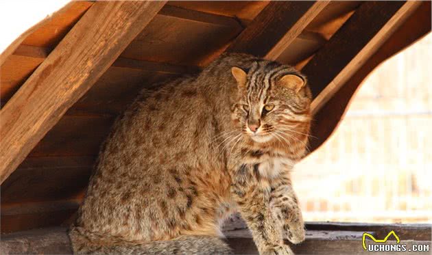 养猫掉毛影响人的健康？选猫时选择不易掉毛的猫不就好了？