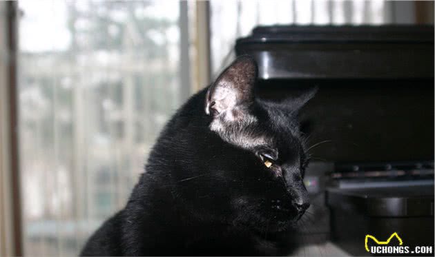 养猫掉毛影响人的健康？选猫时选择不易掉毛的猫不就好了？