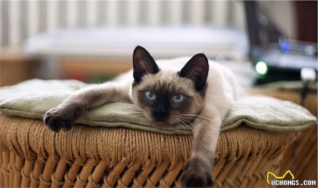 养猫掉毛影响人的健康？选猫时选择不易掉毛的猫不就好了？