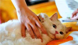 养猫掉毛影响人的健康？选猫时选择不易掉毛的猫不就好了？