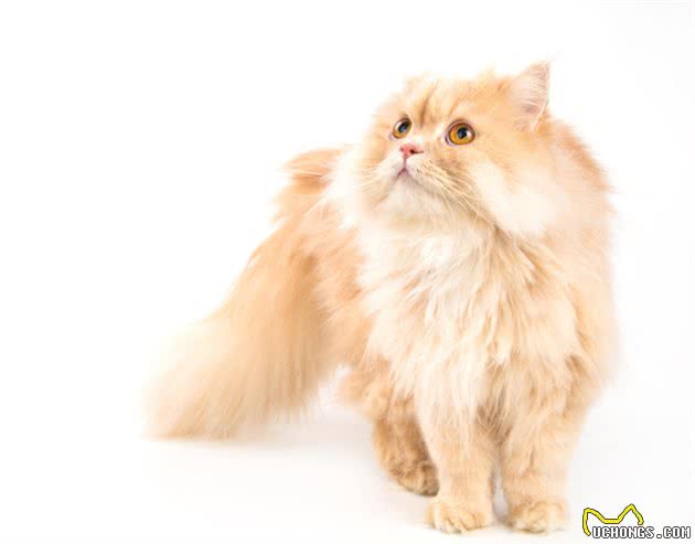 波斯猫的介绍、饲养、护理和其他注意事项