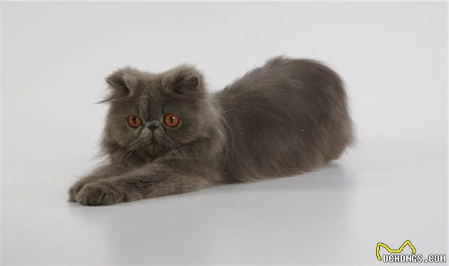 波斯猫的介绍、饲养、护理和其他注意事项