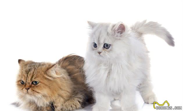 波斯猫的介绍、饲养、护理和其他注意事项