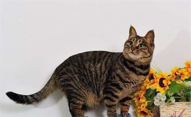 中国狸花猫既是猫界兵王，又是国际认证的纯种猫，值得国人珍惜